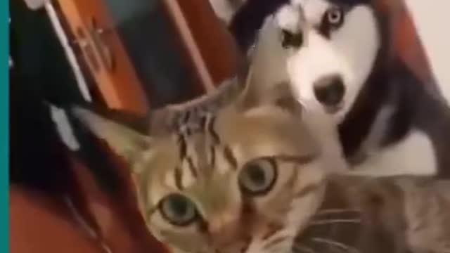 💞😆Cats and dogs fighting very funny😂|| Try not to laugh