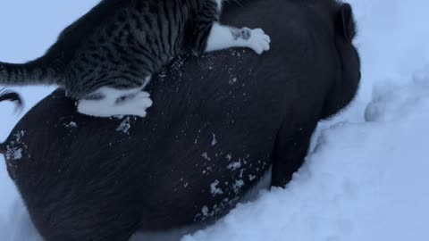 Hog Gives Cat a Ride Through the Snow