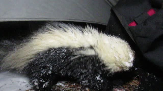 Skunk Sneaks into Backpacker's Tent