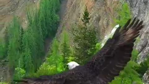 Amazing Eagle view Relexing sounds natural Beauty 😍😍😍😻
