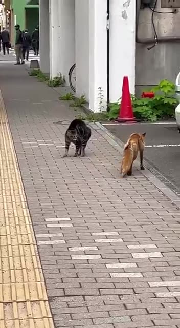 Cat summons some air support 🤣😂