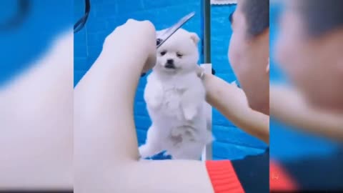 Funny Puppies Activities on Incredible Moments | Funny Dogs