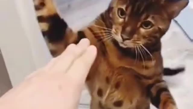 Funny Cat Videos #shorts #cute #subscribe #like #cat #2022