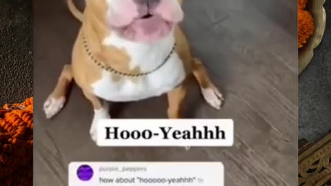 Funny dogs video