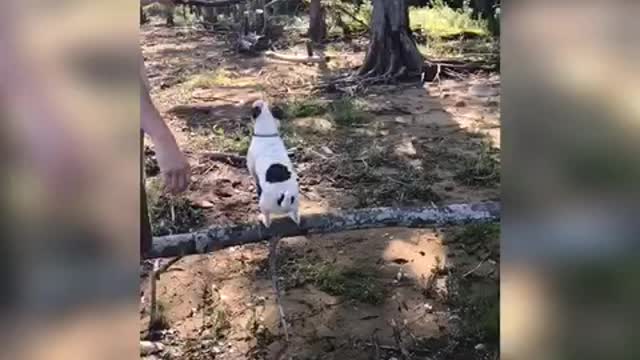 Jack Russell catching some serious air.