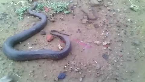 Snake giving birth live