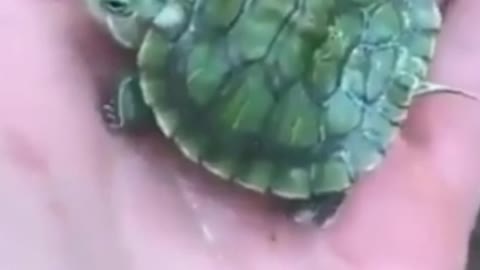 2 neck unique turtle🐢 spotted