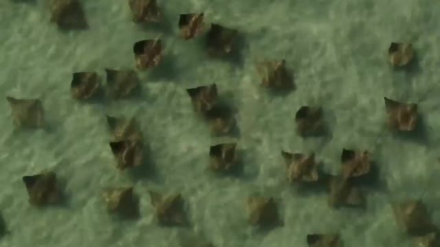 Group of Stingrays Passing Behind Him Off Florida Beach Fisherman Doesn't Notice