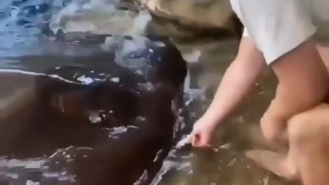 This is a beautiful and charming water-dwelling species