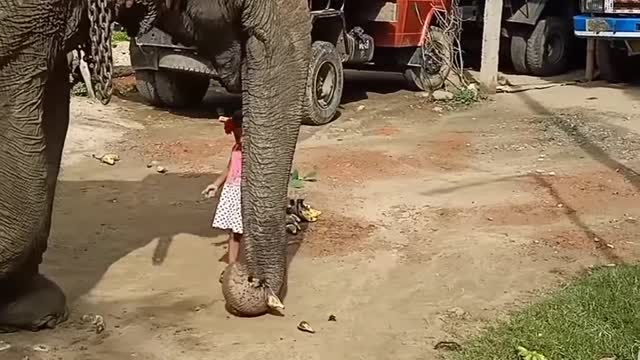 A BABY GIRL 👧 FEEDING FRUITS TO AN ELEPHANT 🐘