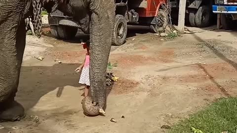 A BABY GIRL 👧 FEEDING FRUITS TO AN ELEPHANT 🐘