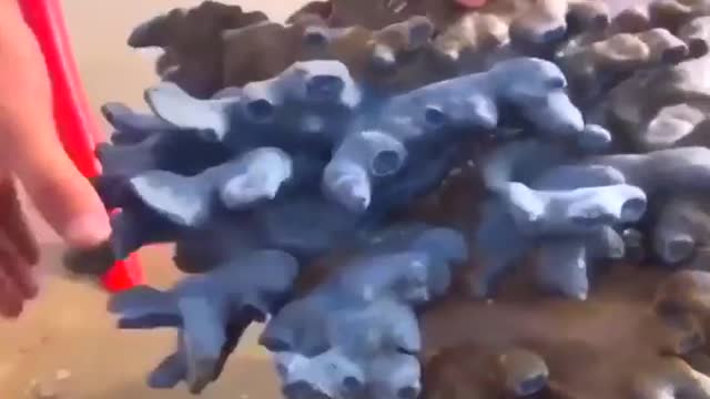 Amazing Animals Sea
