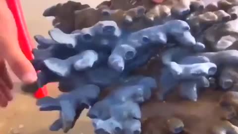 Amazing Animals Sea