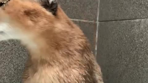 roo the caracal take a bath