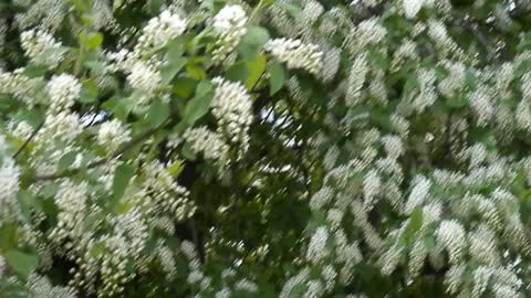 Stop for a moment! Bird cherry blossoms!