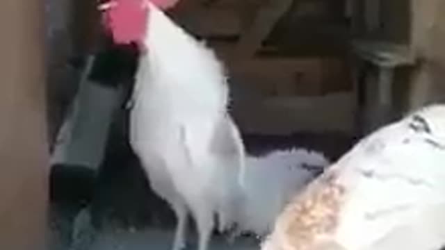 Rooster crowing without limits