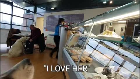 Dog Embarrasses owner daily by Talking to strangers - The Cafe part was Hilarious!