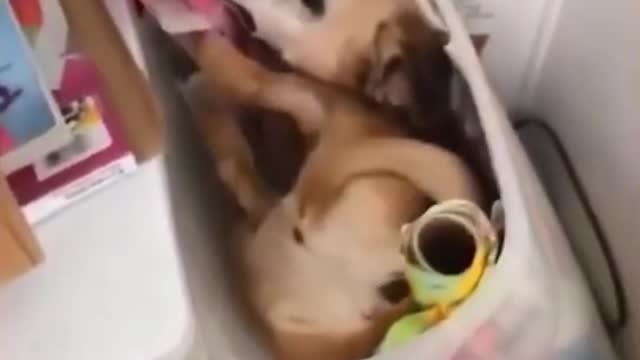 Insearch of food my dog went inside the bin. Funny dog moments. Try not to laugh.