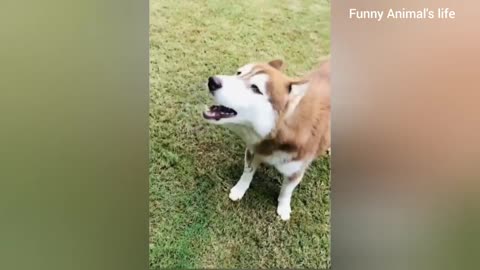 funny dog video