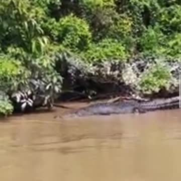 Crocodiles by the river