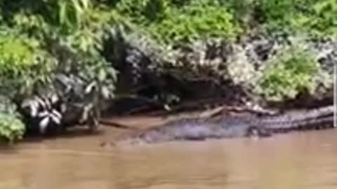 Crocodiles by the river