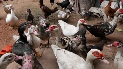 Domestic Ducks In A Group