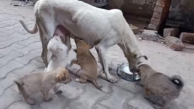 Hungry Newborn Puppies and Disabled Mother Dog..a heartbreaking sight