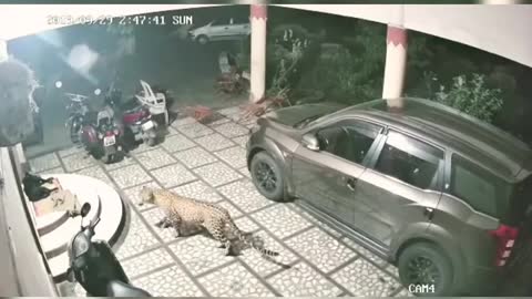 Leopard attacks on dog - shocking videos