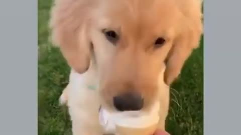 Funny dog dance and emotional touch