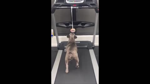 Funny animals - Part 3