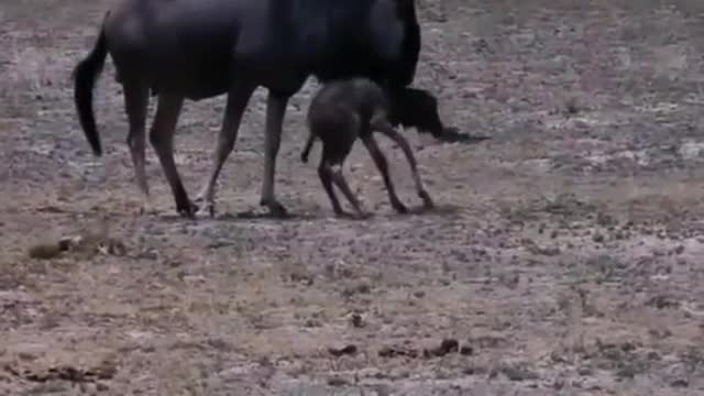 Wild Bull | And His Beautiful | New Born kid.|