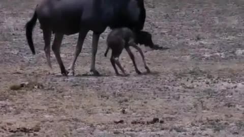 Wild Bull | And His Beautiful | New Born kid.|