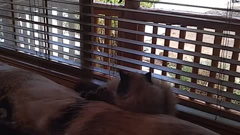 Bird Taunts Cat