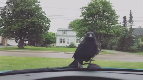 Crow Would Rather Drive Than Fly