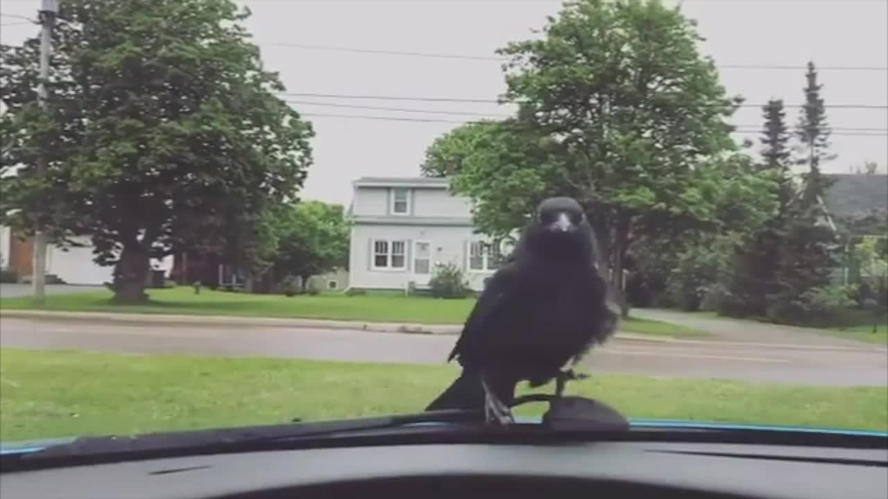 Crow Would Rather Drive Than Fly