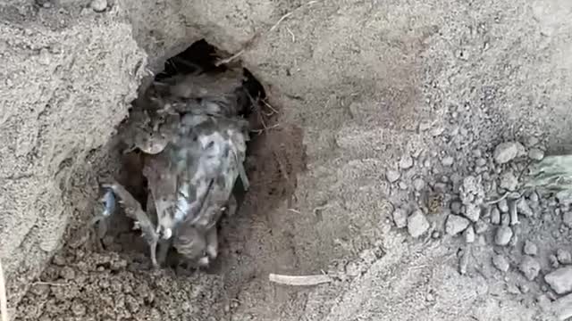 Subterranean Animal