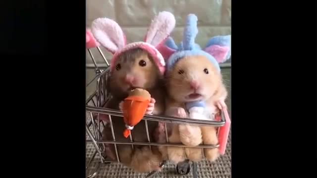 I bet u can not stop smiling | Cutest and tue most funniest animals