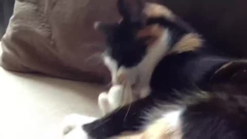 Cat bites its own toenails_batch