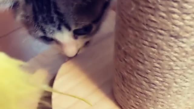 Cute Cats playing very funny 🥰🥰🥰