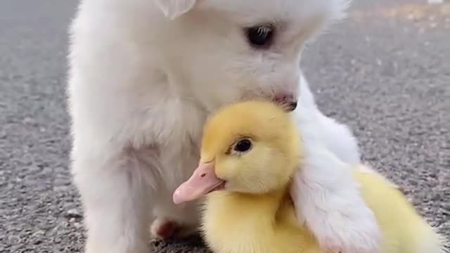 This video will make your heart happy