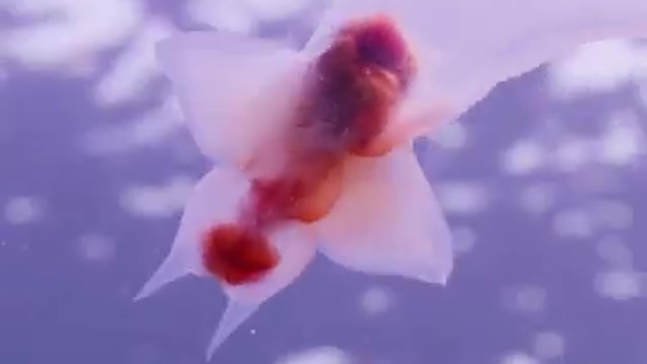 Clione Limacina