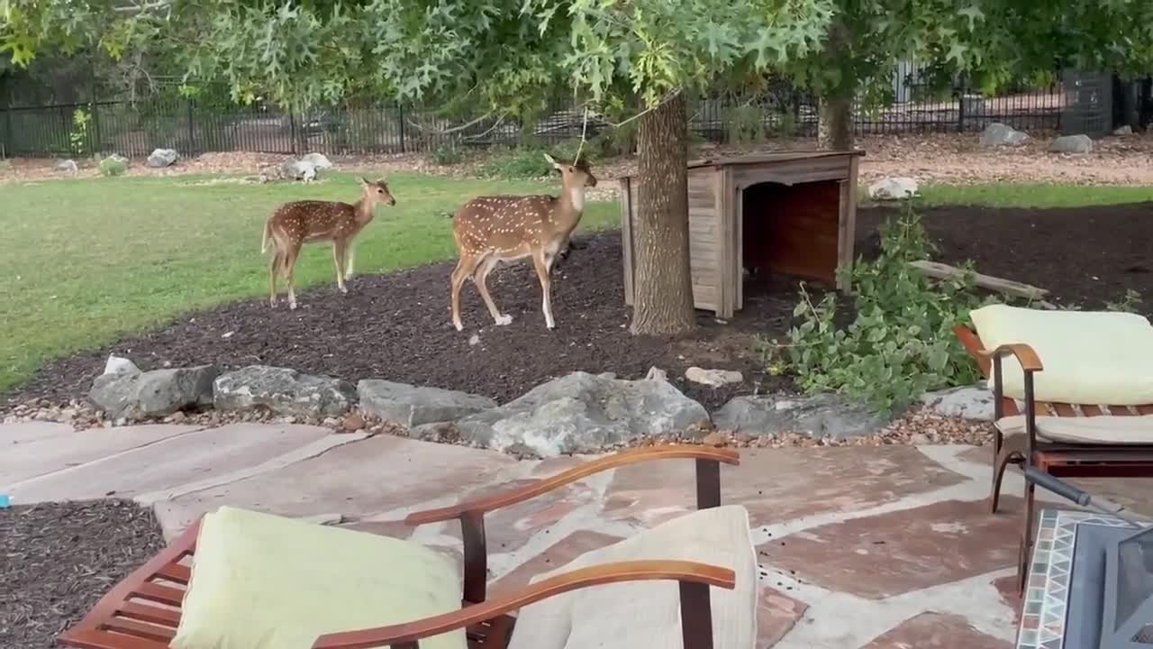 Fawn and dog best friend forlic in the backyard