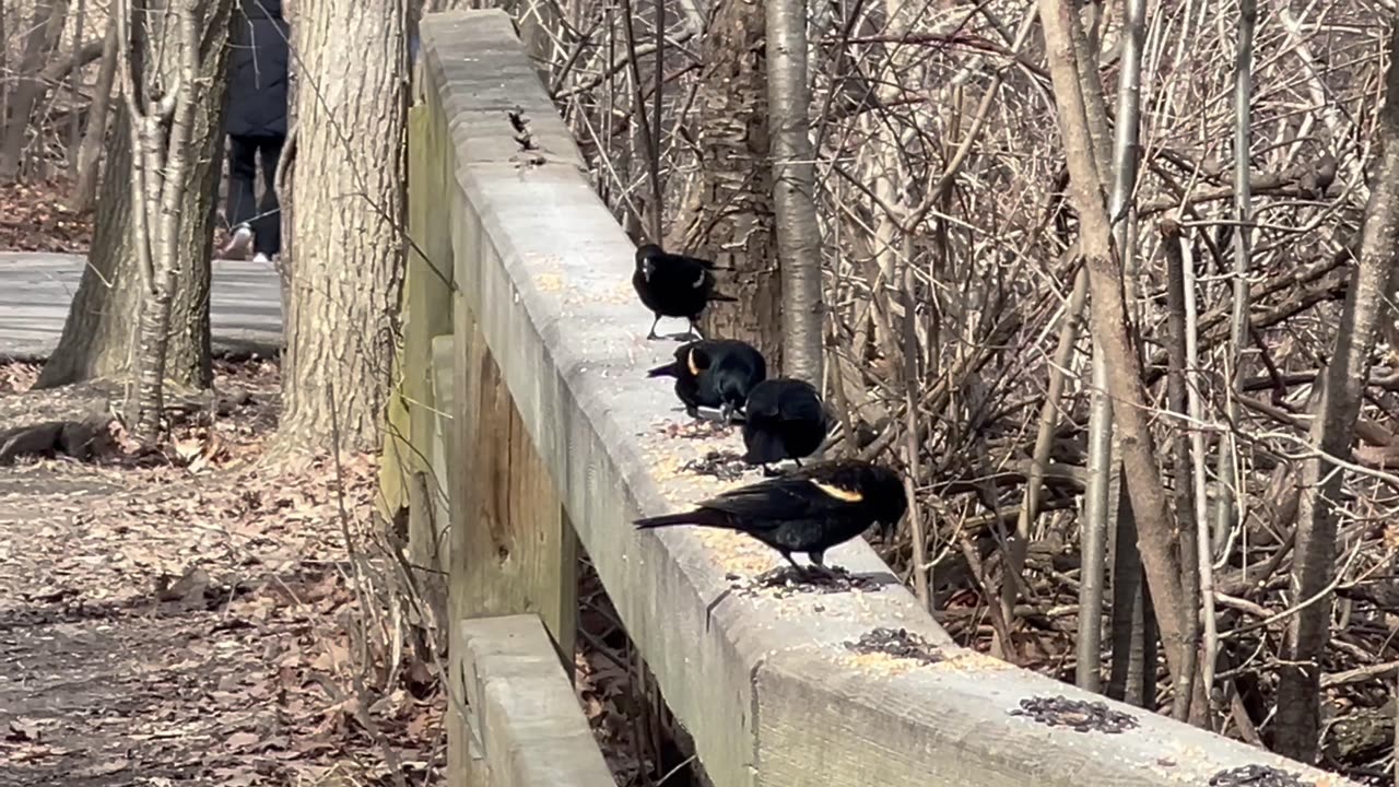 Redwing Blackbirds at James Gardens Toronto