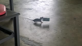 Rat Carrying Off a Coffee Can