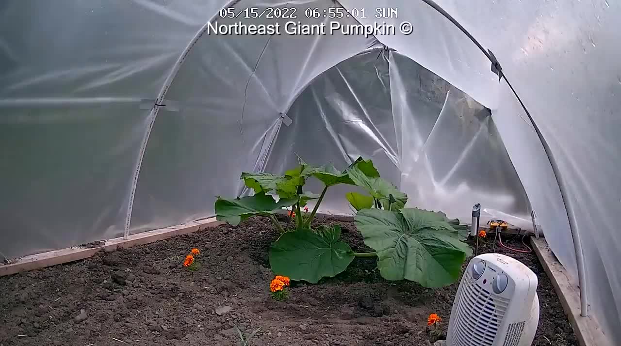 2480 lb Giant Pumpkin Timelapse _ aka _Bear Swipe_ _ Winner of Topsfield Fair