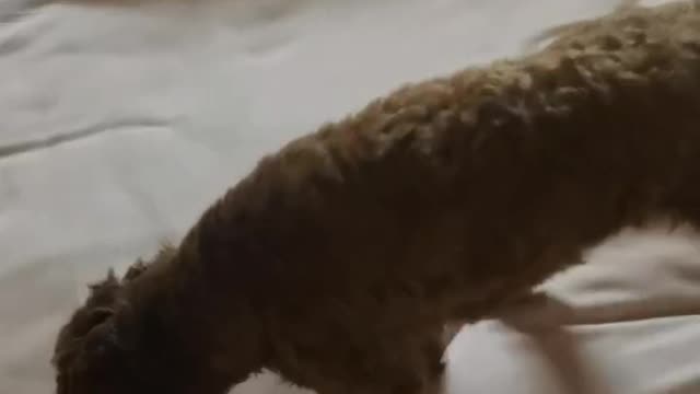 Be thankful for your dog days