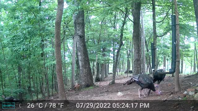 The Woods - 07/30/2022