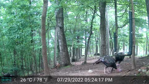 The Woods - 07/30/2022
