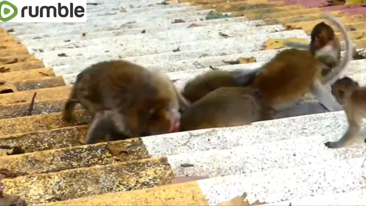 Antifa leader getting his ass kicked