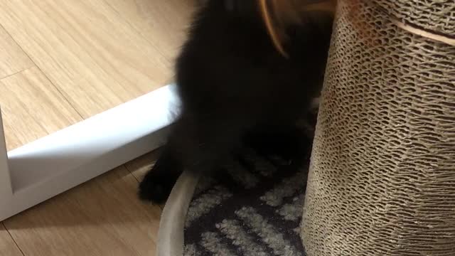 Baby Cat's First Cat Tower Play